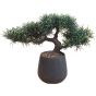 Bonsai In Black Pot