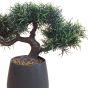 Bonsai In Black Pot