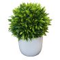 Buxus Ball Plant in White Pot