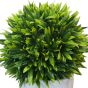 Buxus Ball Plant in White Pot