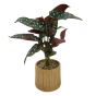 Red Potted Plant