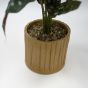 Red Potted Plant