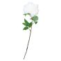 White Peony Flower