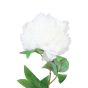 White Peony Flower