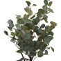 Eucalyptus Tree In Pot 