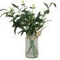 Gypsophila & Eucalyptus.