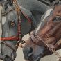 Horses Natural Cushion Cover