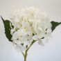 Hydrangea White Flower