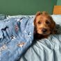 Hounds Dog Throw 