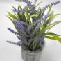 Lavender In Grey Wicker Pot