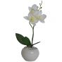 Orchid In White Pot