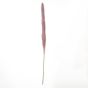 Pampas Grass Dark Pink