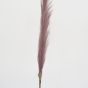 Pampas Grass Dark Pink