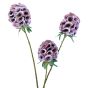 Scabiosa Stellata Pink 
