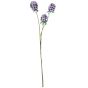 Scabiosa Stellata Pink 