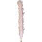 Pampas Grass Blush 