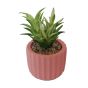 Succulent in Pink Ridged Pot