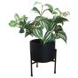 Leafy Plant in Black Pot 