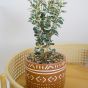 Plant in Terracotta Pot