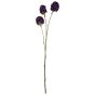 Scabiosa Stellata Plum 