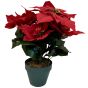 Poinsettia Red In Pot