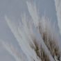 Pampas Grass Canvas Print 90x60