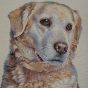 Retriever Natural Cushion Cover