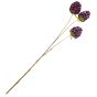 Plum Scabiosa Stellata 