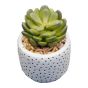 Succulent in White Spotty Pot