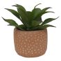 Succulent in Terracotta Pot