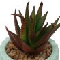 Spiky Succulent in Mint Green Pot