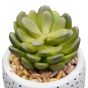 Succulent in White Spotty Pot