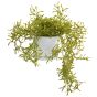 Trailing Plant In White Pot 