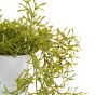 Trailing Plant In White Pot 
