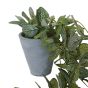 Trailing Verigated Plant in Grey Pot