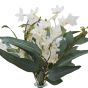 White Jasmine in Glass Vase