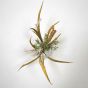 Wild Grass in Clear Vase