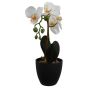 White Orchid In Black Pot 