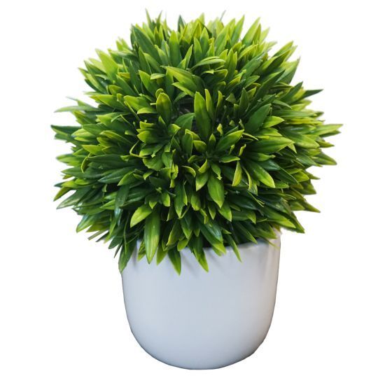 Buxus Ball Plant in White Pot