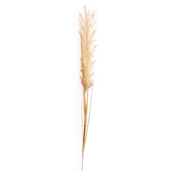 Cream Wild Grass Stem