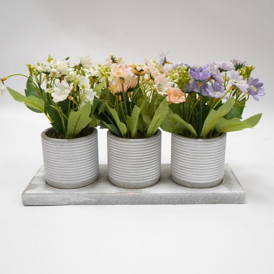 3 Potted Plants On Wooden Plank