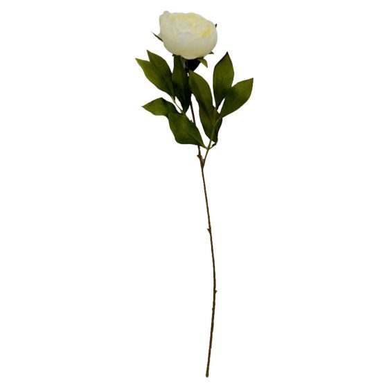 Dawn Ivory Peony