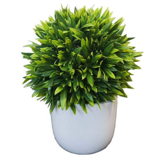 Buxus Ball Plant in White Pot