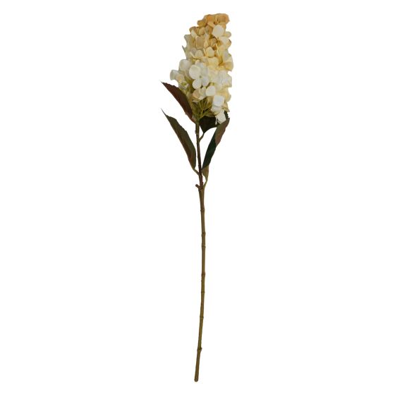 Hydrangea Cream Flower