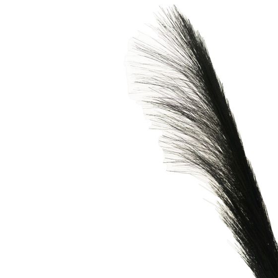 pampas grass black black each