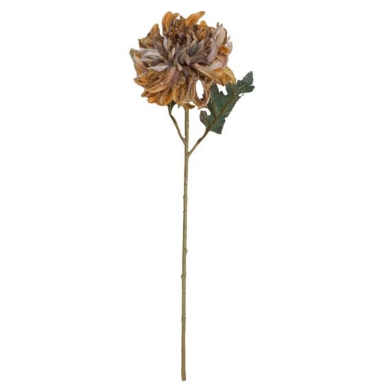 Chrysanthemum Peach Flower