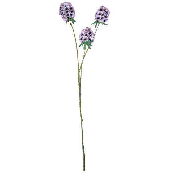Scabiosa Stellata Pink 