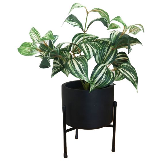 Leafy Plant in Black Pot 