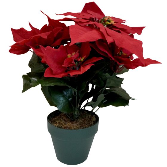 Poinsettia Red In Pot