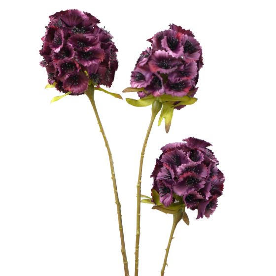 Plum Scabiosa Stellata 